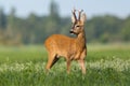 Roe deer observing over the shoulder on wildflowers Royalty Free Stock Photo
