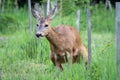Roe deer pee in grass, Capreolus capreolus. Wild roe deer in nature Royalty Free Stock Photo