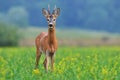 Roe deer Royalty Free Stock Photo