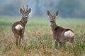 Roe deer Royalty Free Stock Photo