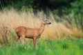 Roe deer