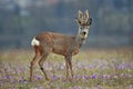 Roe deer Royalty Free Stock Photo