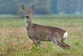 Roe deer Royalty Free Stock Photo