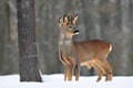 Roe deer Royalty Free Stock Photo