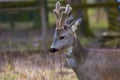 Roe deer portrait Royalty Free Stock Photo