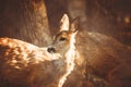 Roe deer portrait on brown wooden background Royalty Free Stock Photo