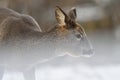 Roe deer portrait in snow