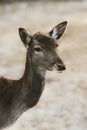 Roe deer portrait, wild dama dama fawn. Wildlife animal nature