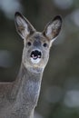 Roe deer portrait in winter Royalty Free Stock Photo