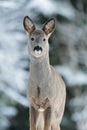 Roe deer portrait Royalty Free Stock Photo