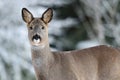 Roe deer portrait Royalty Free Stock Photo