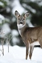 Roe deer portrait in winter forest Royalty Free Stock Photo