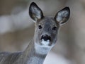 Roe deer portrait in winter forest Royalty Free Stock Photo