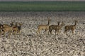 Roe deer, Ree, Capreolus capreolus Royalty Free Stock Photo