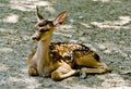 Roe deer resting