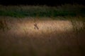 Roe deer resting peacefully in a field of golden wheat swaying in the gentle breeze Royalty Free Stock Photo