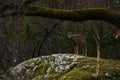 Roe deer, Capreolus capreolus on a rock cliff during autumn Royalty Free Stock Photo