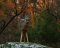 Roe deer, Capreolus capreolus on a rock cliff during autumn Royalty Free Stock Photo