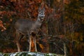 Roe deer, Capreolus capreolus on a rock cliff during autumn Royalty Free Stock Photo