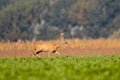 Roe Deer running across fields