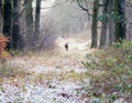 Roe deer running away in path of winter forest. Rear view.