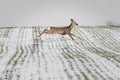 Roe deer running on field covered with snow. Capreolus capreolus Royalty Free Stock Photo