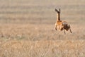 Roe deer running over field Royalty Free Stock Photo
