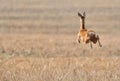 Roe deer running over field