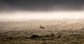 Roe deer runs across a clearing surrounded by morning fog Royalty Free Stock Photo