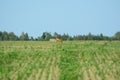 A roe deer runs across the field.