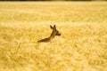 Roe deer in rye Royalty Free Stock Photo