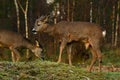 Roe deer, Capreolus capreolus saliva flows as he chews after eating plants