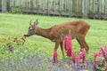 Roe deer Scottish Highands, Scotland