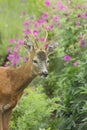 Roe deer Scottish Highands, Scotland