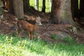 roe deer small wild fawn woods and fields Italy Royalty Free Stock Photo