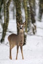 Roe-deer in snow Royalty Free Stock Photo