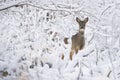 Roe deer in the snow during winter Royalty Free Stock Photo