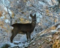 Roe deer, Capreolus capreolus in the snow during winter Royalty Free Stock Photo