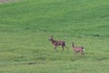 Roe deer on a spring meadow. Wild animals grazing on green grass Royalty Free Stock Photo