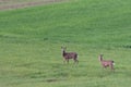 Roe deer on a spring meadow. Wild animals grazing on green grass Royalty Free Stock Photo