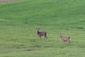 Roe deer on a spring meadow. Wild animals grazing on green grass Royalty Free Stock Photo