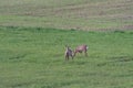 Roe deer on a spring meadow. Wild animals grazing on green grass Royalty Free Stock Photo