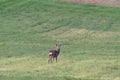 Roe deer on a spring meadow. Wild animals grazing on green grass Royalty Free Stock Photo