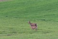 Roe deer on a spring meadow. Wild animals grazing on green grass Royalty Free Stock Photo