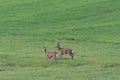 Roe deer on a spring meadow. Wild animals grazing on green grass Royalty Free Stock Photo