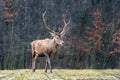 Roe deer standing in forest