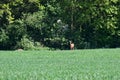 Roe Deer Standing by Wheat Field, Norfolk, England, UK.