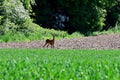 Roe Deer Standing by Wheat Field, Norfolk, England, UK.