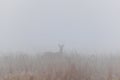 Roe deer standing in grass from front at misty fog. Mammal wildlife animal silhouette background Royalty Free Stock Photo