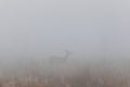 Roe deer standing in grass from side at misty fog. Mammal wildlife animal silhouette background Royalty Free Stock Photo